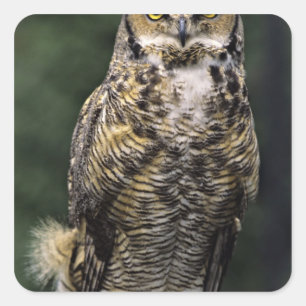 Virginia-Uhu (Bubo virginianus), Ganzkörper Quadratischer Aufkleber