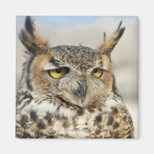Virginia-Uhu (Bubo virginianus), Gefangener Magnet
