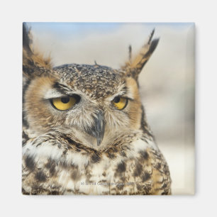 Virginia-Uhu (Bubo virginianus) Magnet