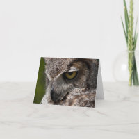 Virginia-Uhu (Bubo virginianus) notecard