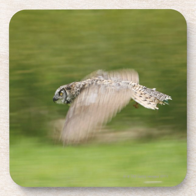Virginia-Uhu (Bubo virginianus) Untersetzer (Vorderseite)