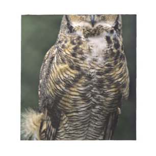 Virginia-Uhu (Bubo virginianus), Vollkörper Notizblock