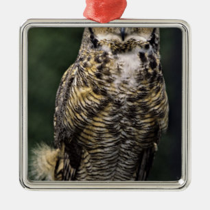 Virginia-Uhu (Bubo virginianus), Vollkörper Silbernes Ornament