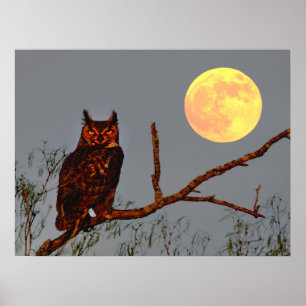 Virginia-Uhu   Vollmond Poster