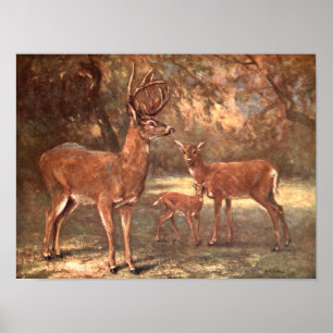 Virginian Deer, auch bekannt als Weißwedelhirsch v Poster