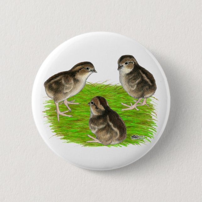 Virginiawachtelküken Button (Vorderseite)