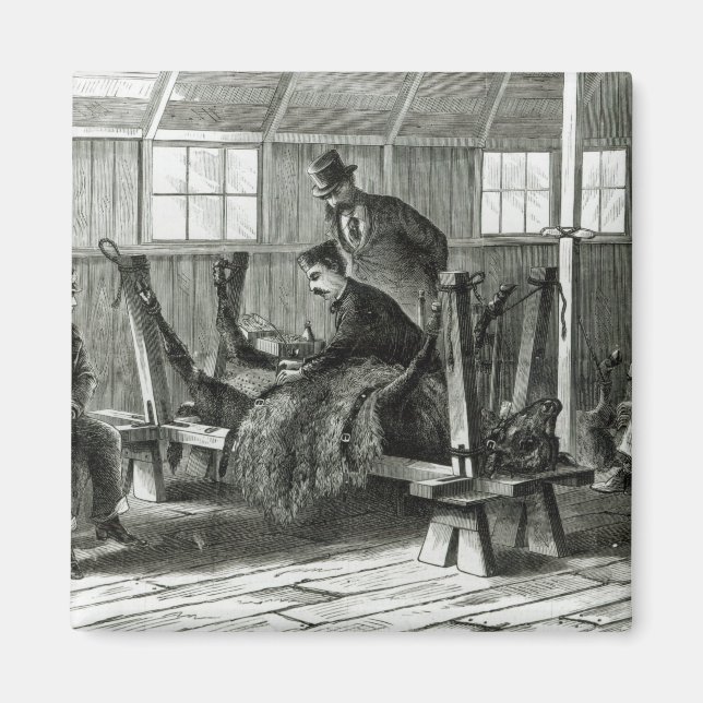 Virusentnahme aus dem Kalb Magnet (Vorne)