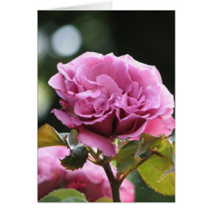 Visage 196 d'ange d'escalade