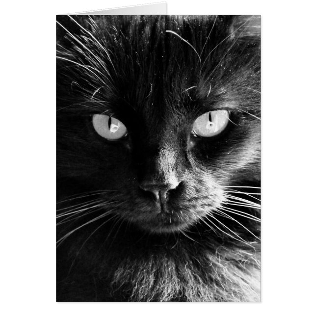 Visage de chat noir, Yeux, Nez, Whiskings notes vi (Devant)