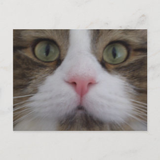 Visage de chat sur carte postale