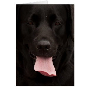 Visage de chien noir