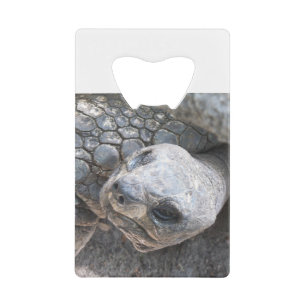 Visage de tortue