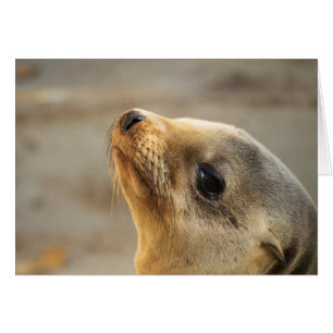 Visage du lion de mer bébé