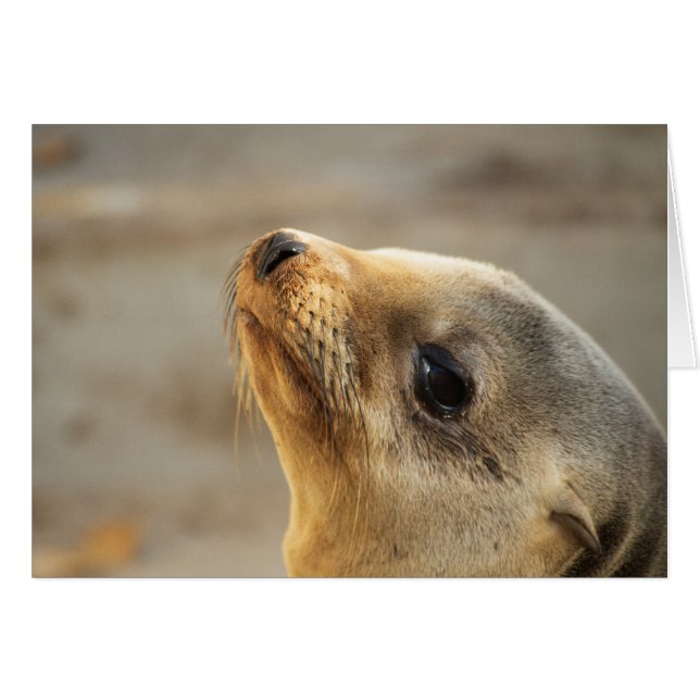 Visage du lion de mer bébé (Devant horizontal)