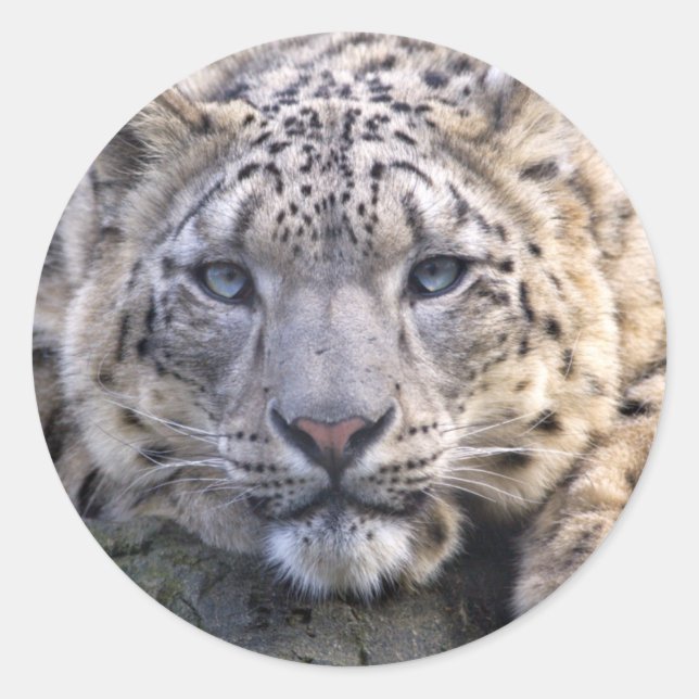 Vishnu Snow Leopard Sticker (Vorderseite)