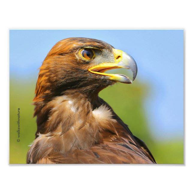 Vision eines schönen jungen Goldenen Adlers Fotodruck (Vorne)