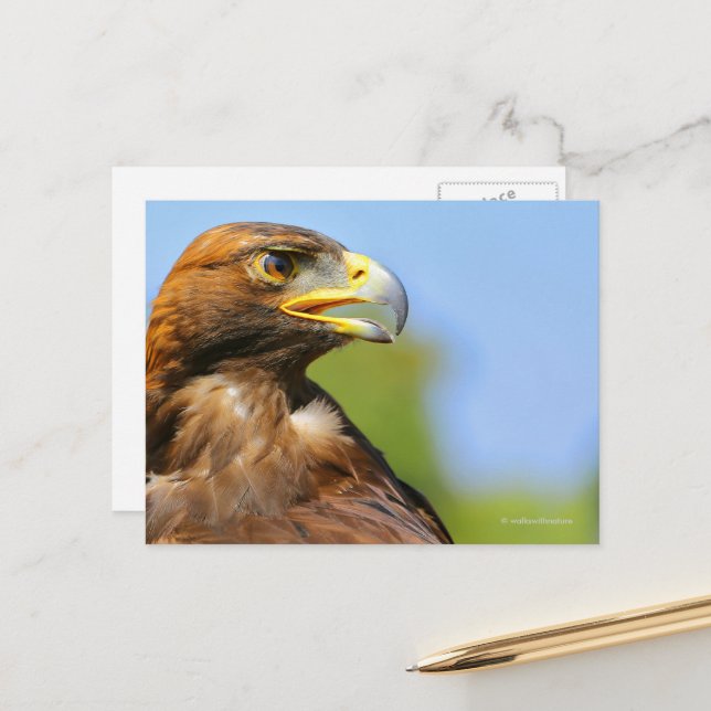 Vision eines schönen jungen Goldenen Adlers Postkarte (Vorderseite/Rückseite Beispiel)