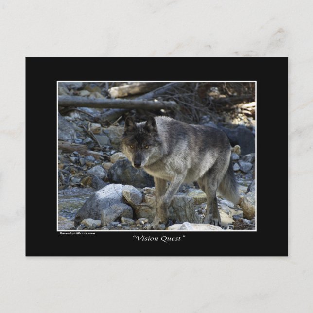 "Vision Quest" Graue Wolf-Postkarte Postkarte (Vorderseite)
