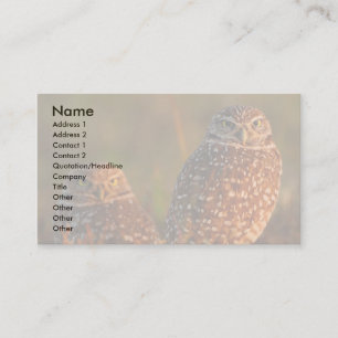 Visite profil ou carte de visite, creusant des hiboux