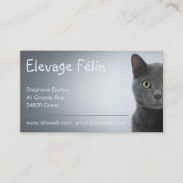 Visitenkarte Katze, katzenartige Zucht
