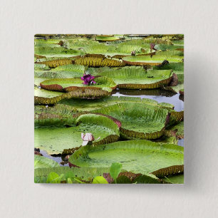 Vitoria Regis, Riesenwasserlililien im Amazonas Button