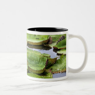 Vitoria Regis, Riesenwasserlililien im Amazonas Zweifarbige Tasse