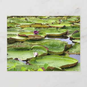 Vitoria Regis, riesige Seerosen im Amazonas Postkarte