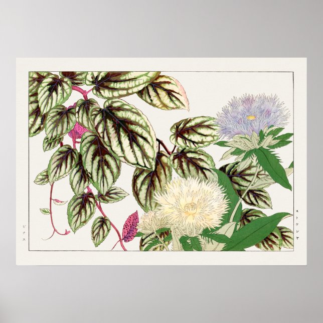 Vitus und Stokesia Blume von Tanigami Konan, Poster (Vorne)
