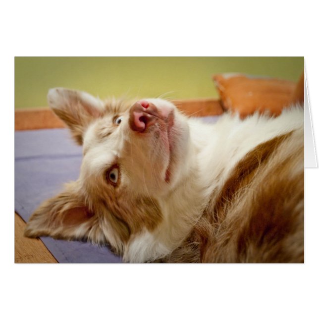 Viva die Border-Collie, die auf dem Bett sich (Vorderseite (Horizontal))