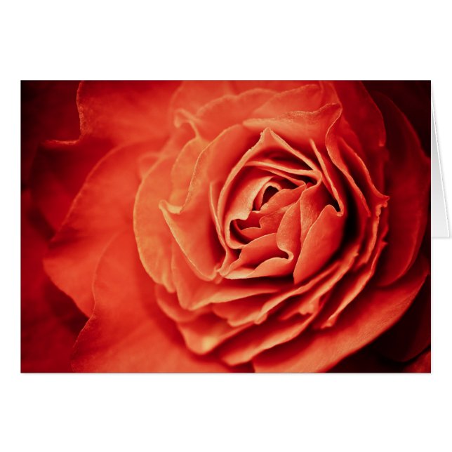 vivant rose (Devant horizontal)