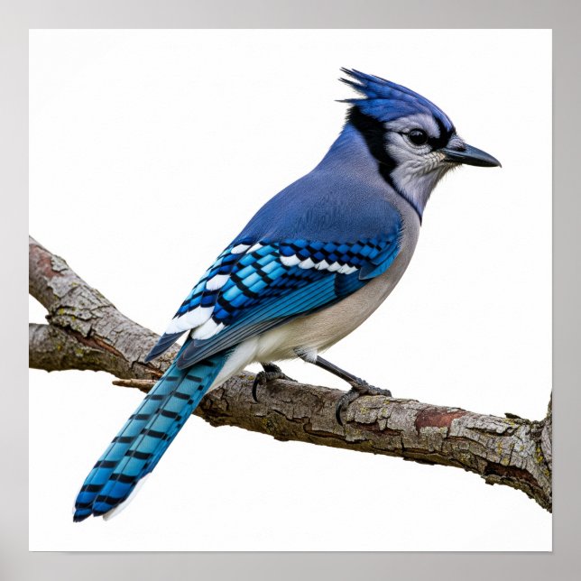 Vivid Blue Jay Poster (Vorne)