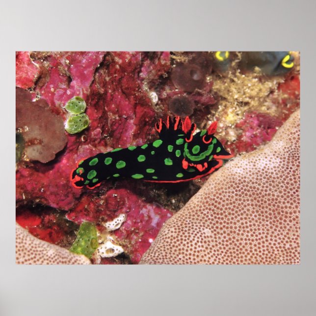 Vivid Nudi Poster (Vorne)
