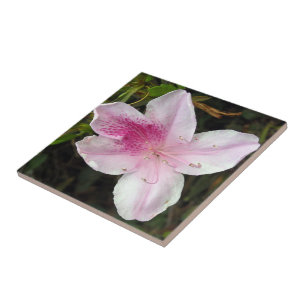 Vivid Pink Azalea Foto Keramik Tiles Fliese
