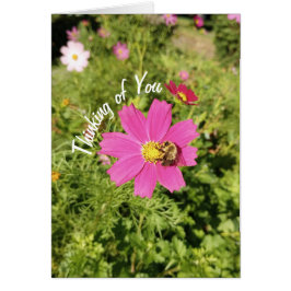 Vivid Pink Cosmos Blume Denken Sie an Ihre Karte