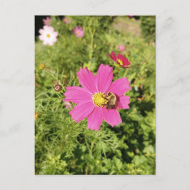 Vivid Pink Cosmos Blume mit Bienenpostkarte Postkarte