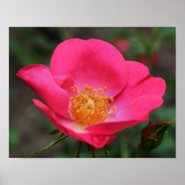 Vivid Pink Rose Petals Poster