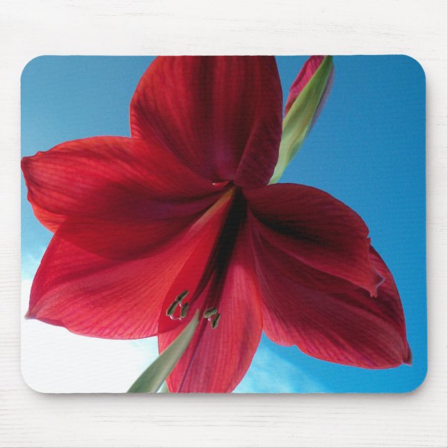 Vivid red Amaryllis Blume Mousepad (Vorne)