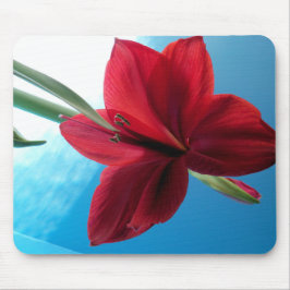 Vivid red Amaryllis Blume Mousepad