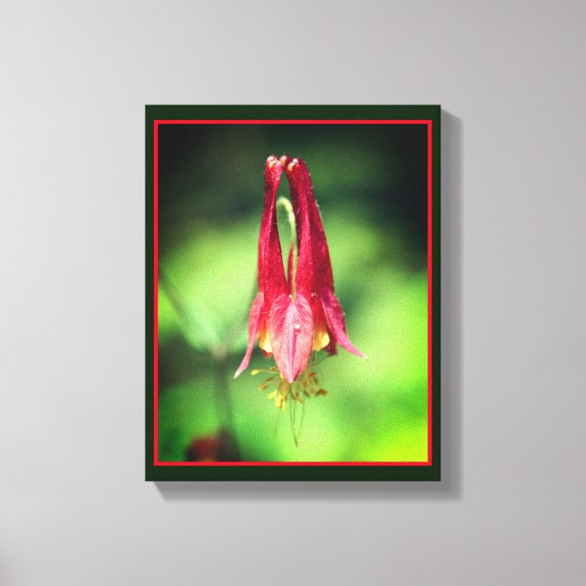 Vivid Red Wild Columbine Blume Leinwanddruck (Vorderseite)