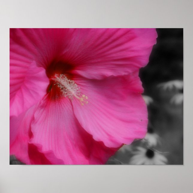 Vivid Rosa Hibiskus Blume partielle Farbe Poster (Vorne)
