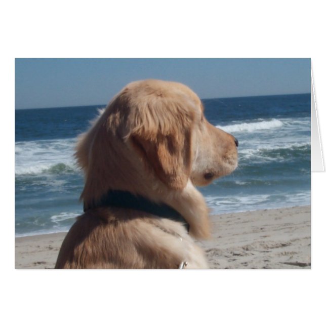 Vizekönig am Strand (Vorderseite (Horizontal))