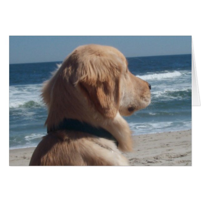 Vizekönig am Strand (Vorderseite (Horizontal))