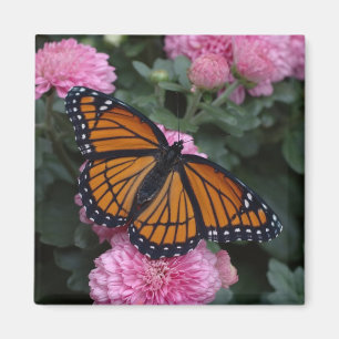 Vizekönigschmetterling Magnet