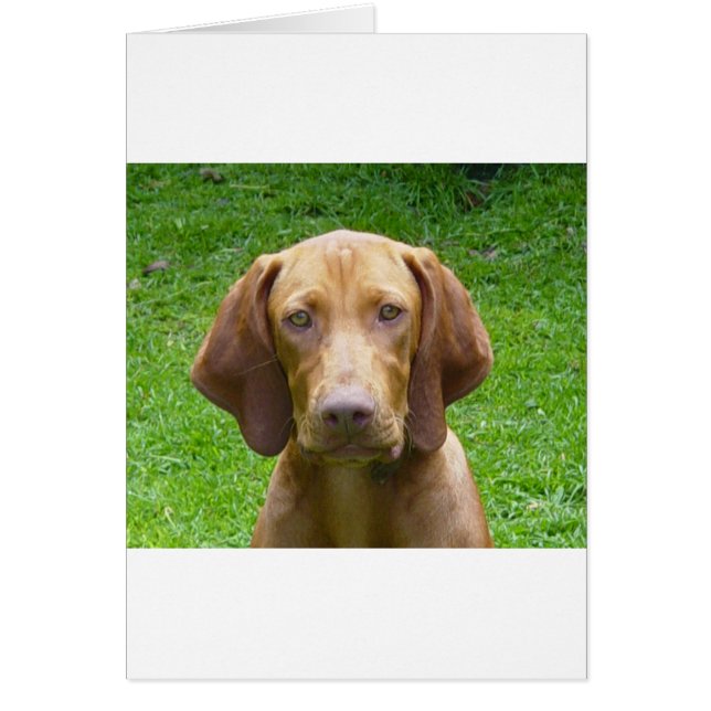 Vizsla (Vorne)