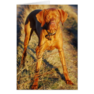 VIZSLA - AU SOLEIL