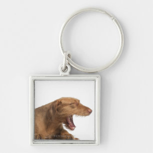 Vizsla, das vor Weißrückseitenboden gähnt Schlüsselanhänger