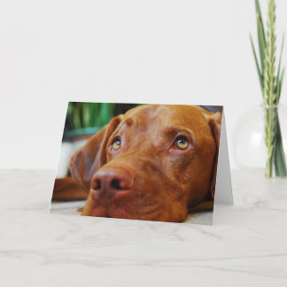 Vizsla - denkend an Sie Karte