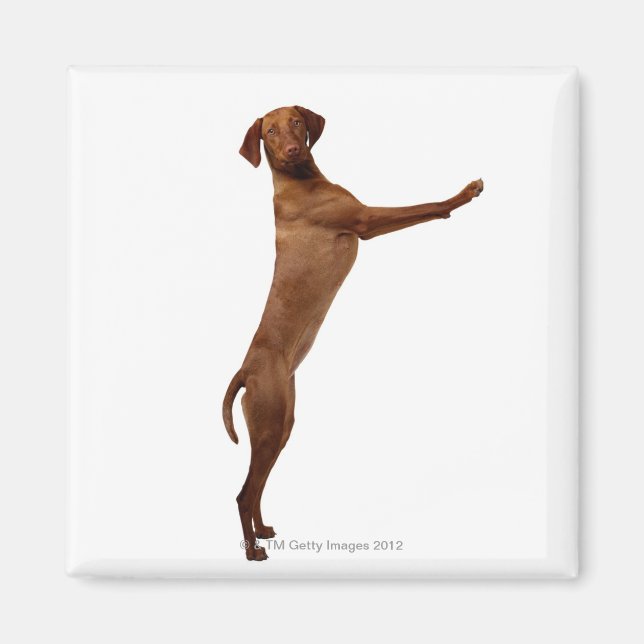 Vizsla Dog Magnet (Vorne)