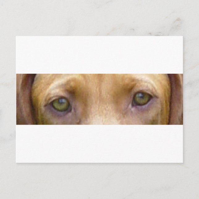 vizsla eyes.png postkarte (Vorderseite)
