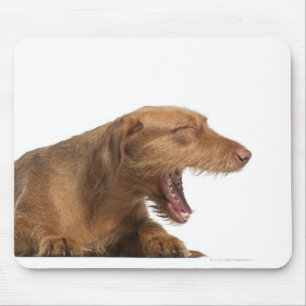Vizsla-Gähnen vor weißem Untergrund Mousepad